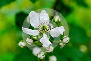 Blooming blackberries on the bush