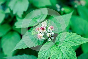 Blooming blackberry. Pollination of garden and forest berries close up.