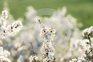 Blooming blackthorn