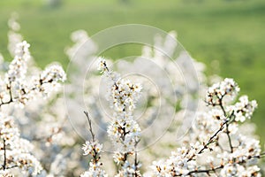 Blooming blackthorn