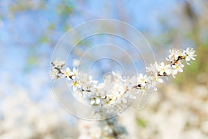 Blooming blackthorn