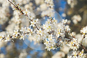 Blooming blackthorn