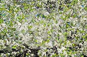 Blooming blackthorn bush.