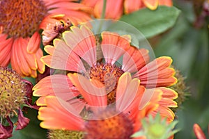 Blooming Blanket Flower (Gaillardia)