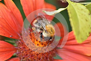 Blooming blanket flower (Gaillardia) with a bumblebee