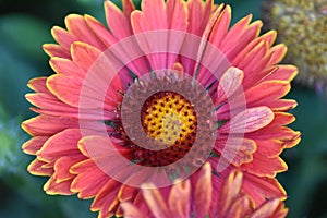 Blooming Blanket Flower (Gaillardia) in the sun