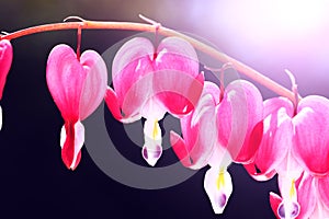 Blooming bleeding heart flowers. Beautiful flowers named Dicentra in form of hearts. Spring floral composition in pink and white