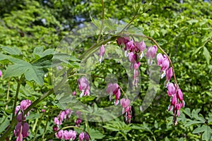 Blooming Bleeding Heart Plant is a herbaceous plant of the Dicentra Spectabilis family of Papaveraceae. Pink flowers with a white