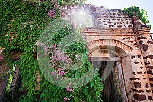 Blooming Bleeding Heart Vine on old brick wall, beautiful pink flowers and green leaves, sunny star ray shining through old arch