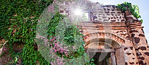 Blooming Bleeding Heart Vine on old brick wall, beautiful pink flowers and green leaves, sunny star ray shining through old arch