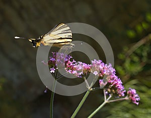 Blooming blossom of Milkweeds with Swallowtail butterfly