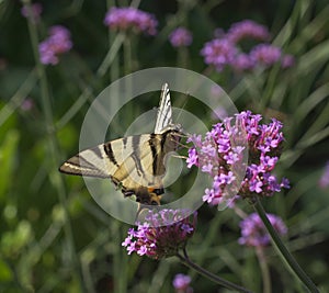Blooming blossom of Milkweeds with Swallowtail butterfly
