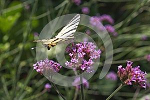 Blooming blossom of Milkweeds with Swallowtail butterfly