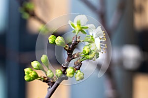 Blooming blossom of a plum tree - Prunus salicina , Belgium