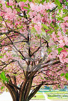 Blooming blossom tree