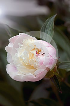 Blooming blossom of white peony with an ant in the garden