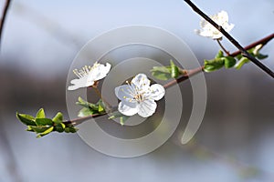 Blooming blossoms of tree 2