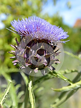 Blooming blue artichoke