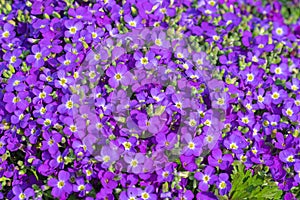 Blooming blue aubrieta, in the spring photo