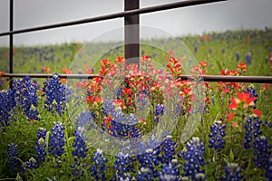 Blooming blue bonnet flowers and red Indian paintbrush near the fence close- up