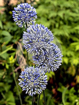 Blooming blue decorative onion plant with the Latin name Allium caeruleum, macro