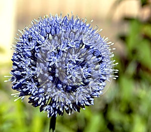 Blooming blue decorative onion plant with the Latin name Allium caeruleum, macro photo