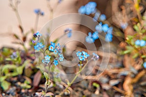 Blooming blue forget-me-not flowers in a forest glade
