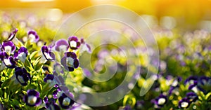 Blooming Blue haweii field with bokeh garden background