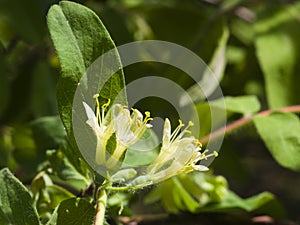 Blooming blue honeysuckle flowers on branch with bokeh background macro, selective focus, shallow DOF