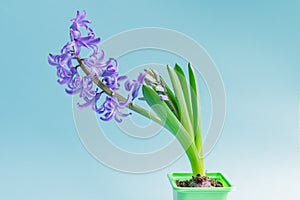 Blooming Blue hyacinth flower in green plastic pot  on blue background. Copy space