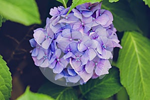 Blooming blue hydrangea or hortensia