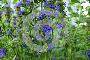 Blooming blue hyssop photo
