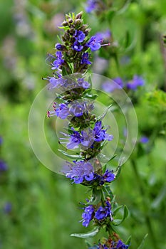 Blooming blue hyssop photo