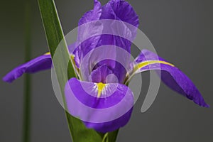 A blooming blue iris flower in the garden