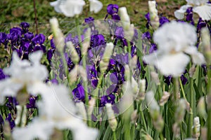 Blooming blue iris flowers (iridaceae) with white iris blossoms in the foreground