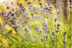 Blooming blue lavender on a blurred background