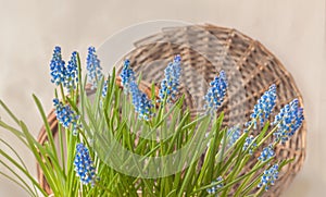 Blooming blue muscari in basket on gray background