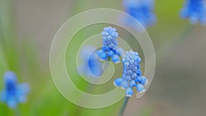 Blooming blue muscari flowers in spring sunny day. Blue grape hyacinth, with soft petals and green leaves. Rack focus.