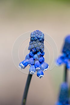Blooming blue muscari flowers in spring sunny day macro photography.