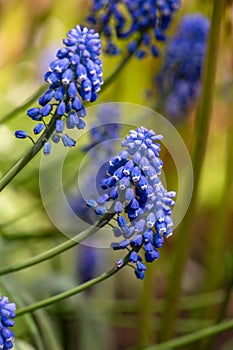 Blooming blue muscari flowers in spring sunny day macro photography.