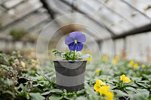 Blooming blue pansy viola flower in pot cultivated in greenhouse or nursery