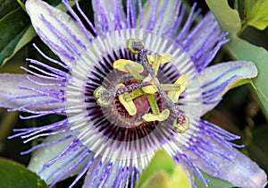 Floreciente azul pasión flor 