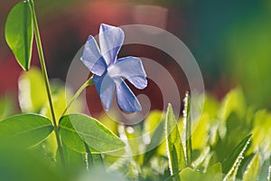 Blooming blue periwinkle flower closeup in sun light. Floral background with copy space for greeting card