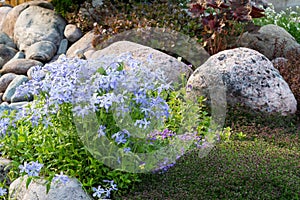 Blooming blue phlox and other flowers in a small rockeries in the summer garden