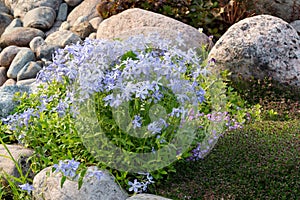 Blooming blue phlox and other flowers in a small rockeries in the summer garden