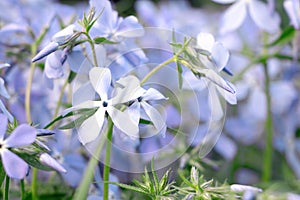 Blooming blue phlox. Spring flowers. Garden divaricata phiox