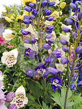Delphinium elatum in garden. Bumblebee on bluedelphinium photo