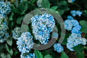 Blooming blue and purple flowers on a large hydrangea bush in the summer