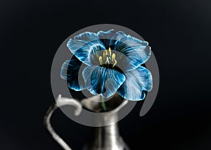 Blooming blue tulip in a vase isolated on a black background