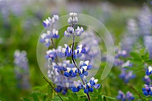 Blooming blue wild lupine (Lupinus perennis